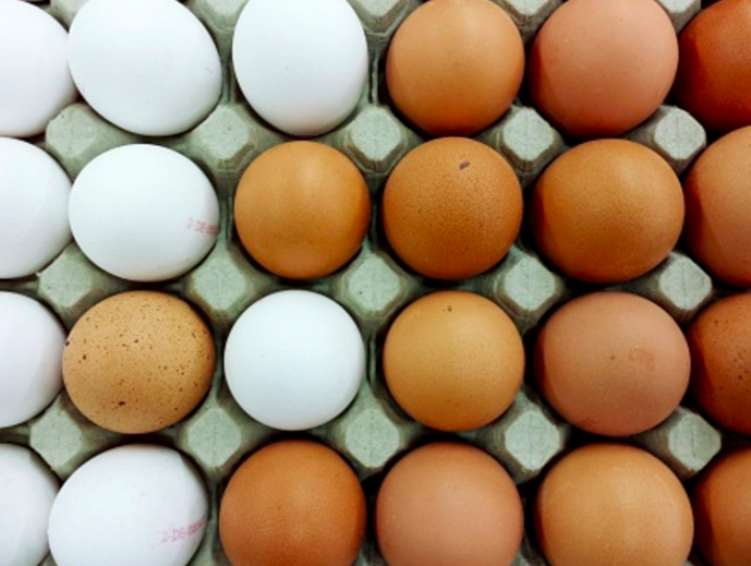 eieren meer in trek dan witte eieren - BakkersBaas